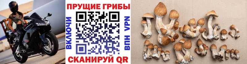 Псилоцибиновые грибы мухоморы  блэк спрут сайт  Бугуруслан 